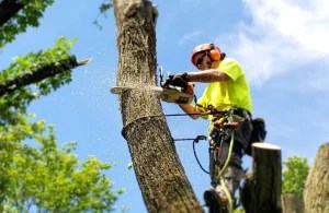 Real experiences with emergency tree removal