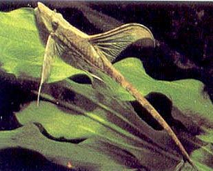 Royal Farlowella Sturisoma Panamense Aka Whiptail Catfish Whether a cryptic fish can be also flamboyant Im not certain but for me Sturisoma commonly known as Royal or Giant whiptails pull it off. Royal Farlowella Sturisoma Panamense Aka Whiptail Catfish Feb 14 2013.