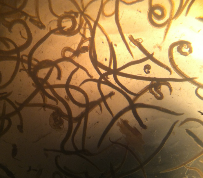 hookworm adults