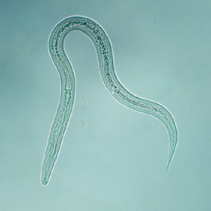 hookworm filariform larva