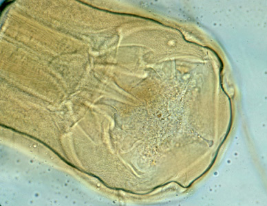 necator head