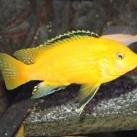 African Fish