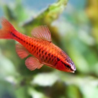 Cherry Barb ( Puntius titteya )