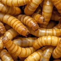 Giant mealworms* 1000 gram Bag