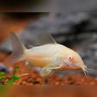 Corydoras Albino 2.5cm