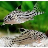 Corydoras julii 2.5cm