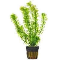 Elodea densa 5cm pot