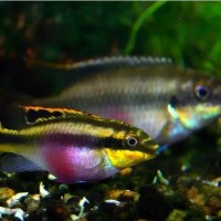 Other African Fish