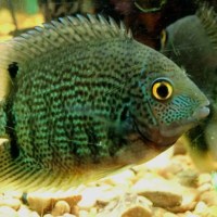 Green Severum 8cm+(Heros severus)