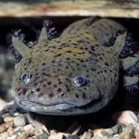 Axolotl Mexicana 14cm+