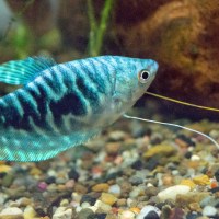 Marble Opaline Gourami