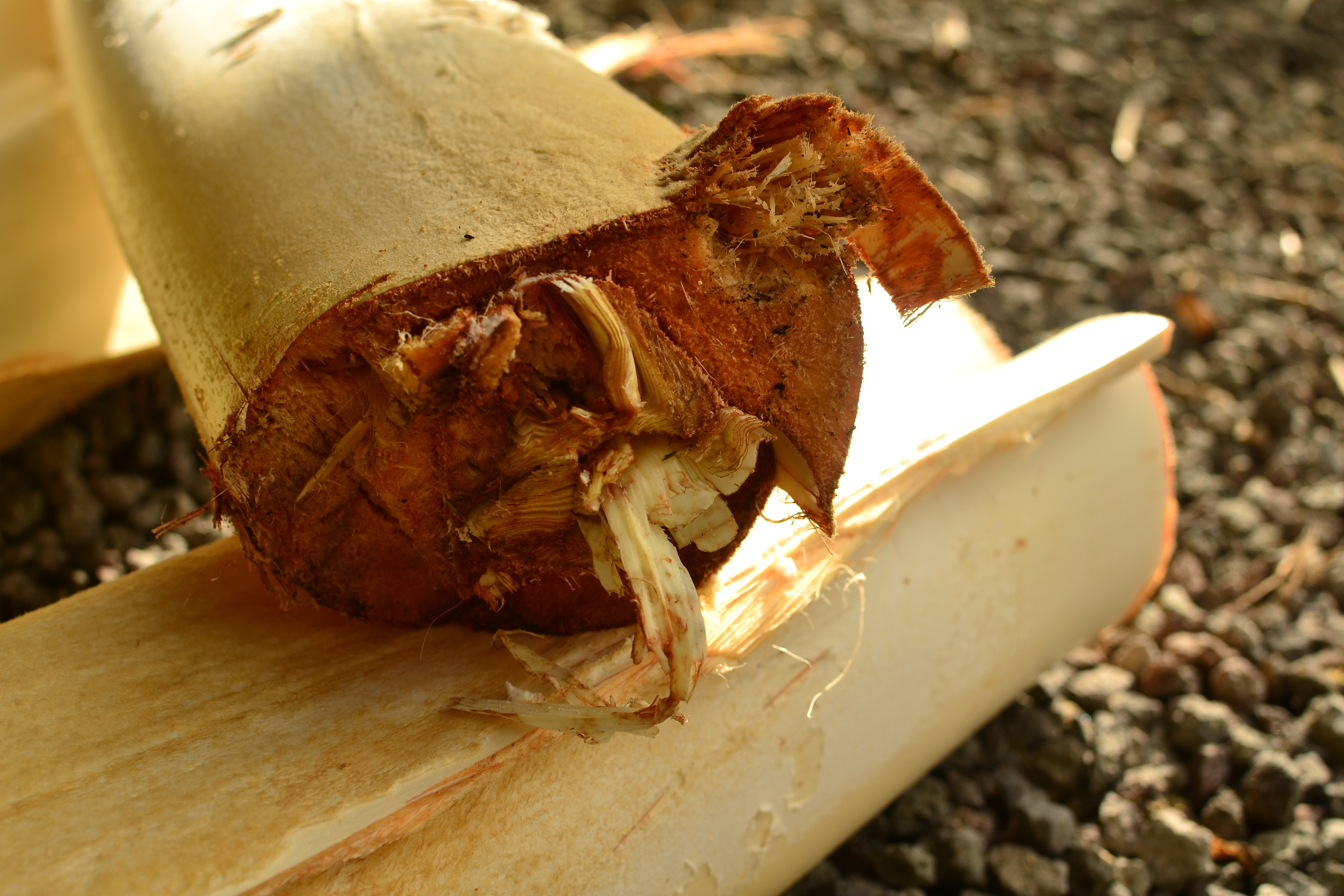 Heart of Palm (Cocos nucifera) | Tropical Self-Sufficiency