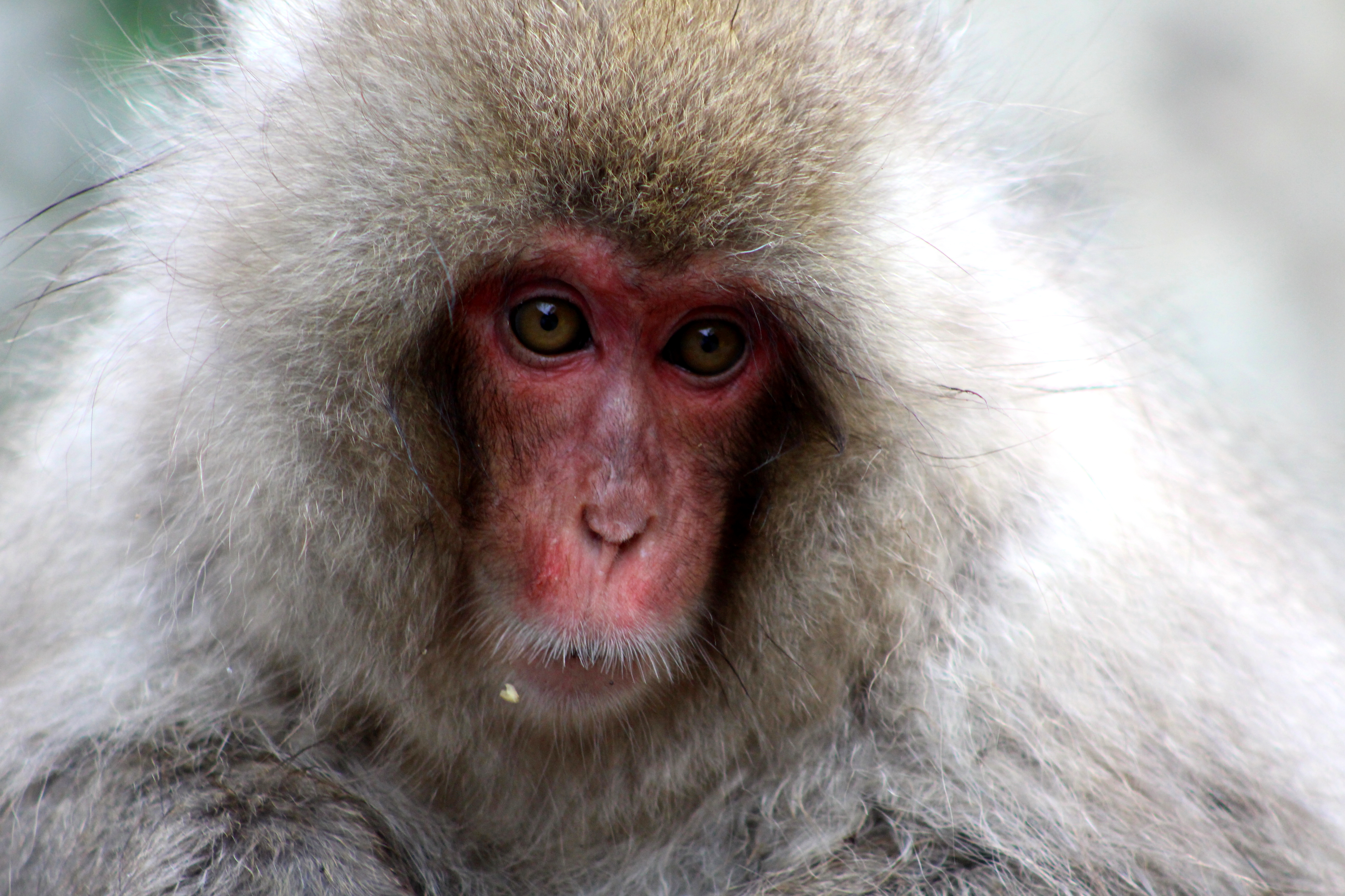 Japan: Photographing Wild Snow Monkeys, My Favorite Thing I've