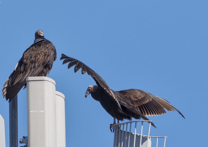 Two Turkey Vultures on a communication tower. One has it\'s wings spread to catch the breeze.