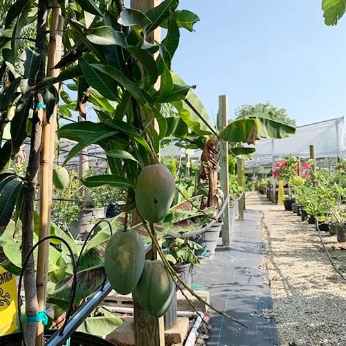 Buy Apple Trees Online Heritage Fruit Tree Nursery