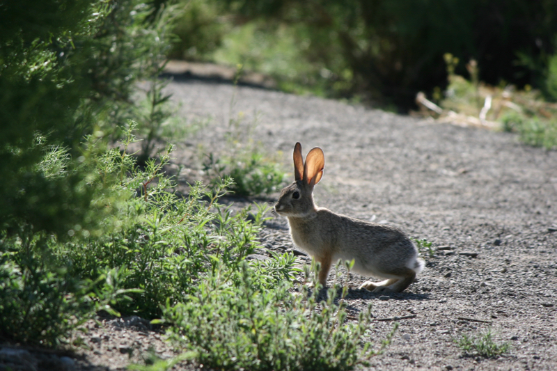 Desert cottontail, Lockwood Park. May 30, 2016.
