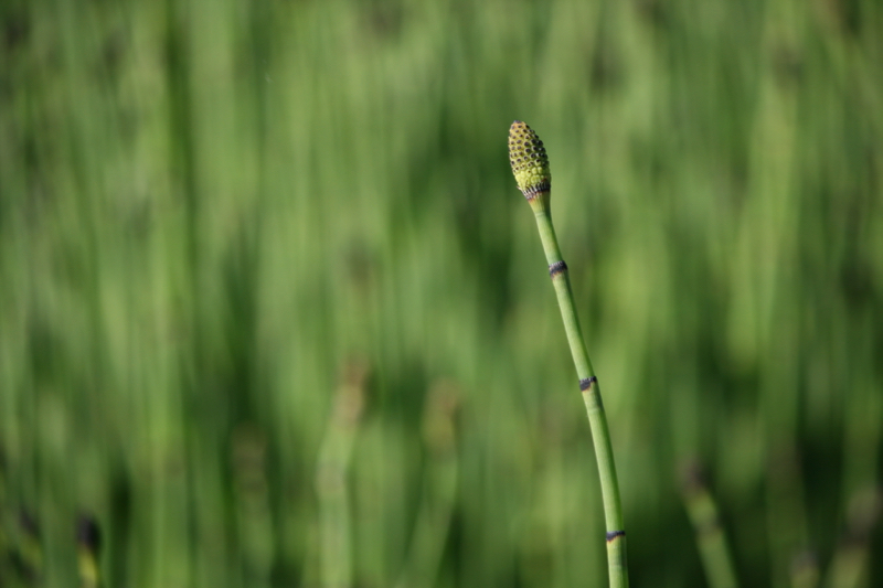 Field horsetail (Equisetum arvense), Oxbow Nature Study Area. May 27, 2016.