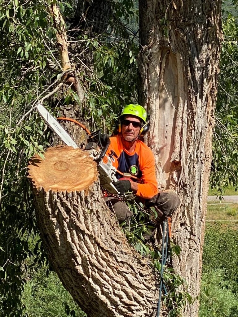 Truckee Tree Removal