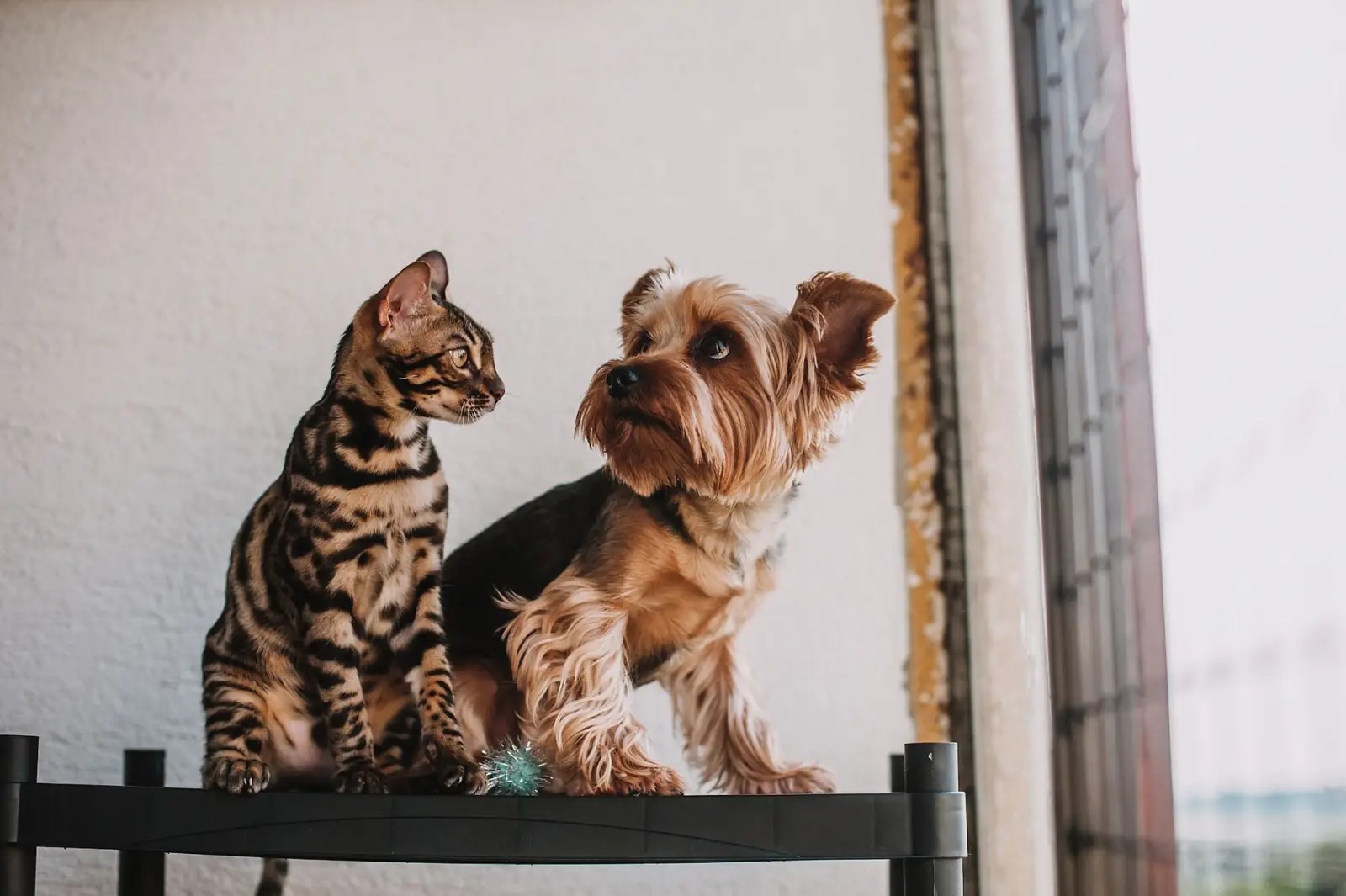 Bengal cat and Yorkshire Terrier sitting together by a window