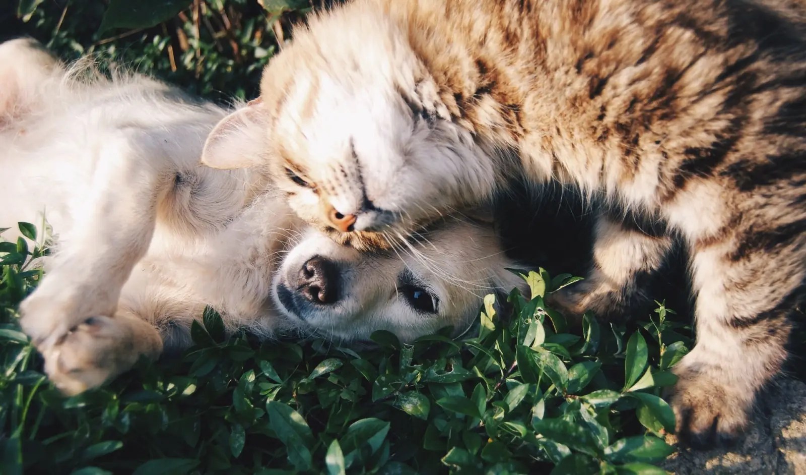 Cat gently touching a puppy lying in the grass