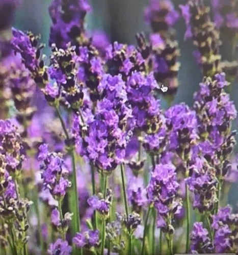 lavender