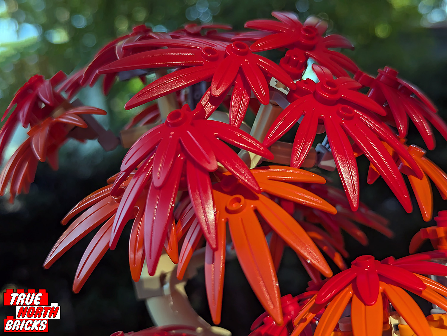 Japanese Red Maple Bonsai Tree (10348) Review - True North Bricks