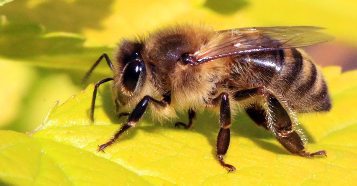 Perth bee removal safely removes bees from roofs, walls, chimneys, floors, and other hard to reach places… not to mention from branches, bushes, trees, and inside valve boxes. Bees Control Perth 0480 022 718 Emergency Residential Commercial Service