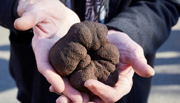 Truffle Melbourne - Download Premium Vintage Pattern | 8K