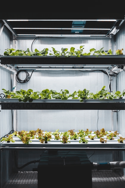 Smart Agriculture: A Game Changer for Fungi Cultivation