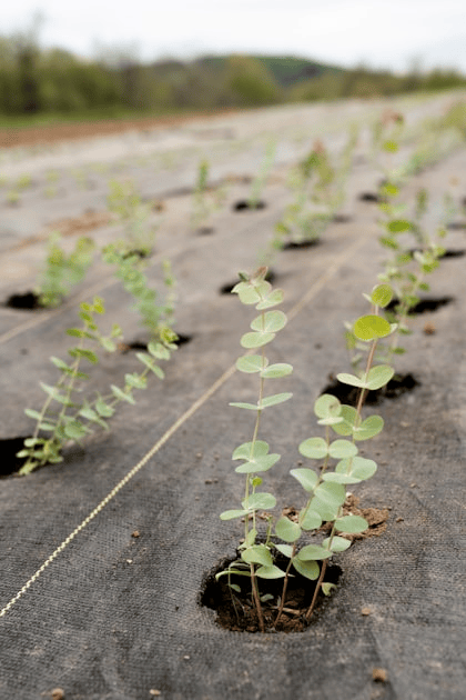 Adapting to Soil Conditions for Optimal Growth