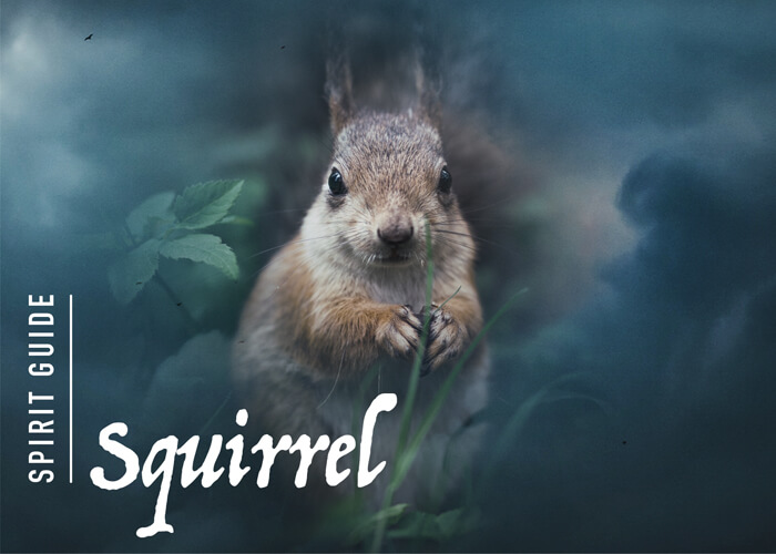 The Squirrel Spirit Animal A Complete Guide to Meaning and Symbolism