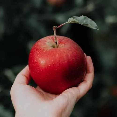 découvrez comment intégrer les fruits dans votre régime pour optimiser votre perte de poids. apprenez quels fruits sont les plus efficaces pour brûler les graisses et améliorer votre santé tout en vous régalant.