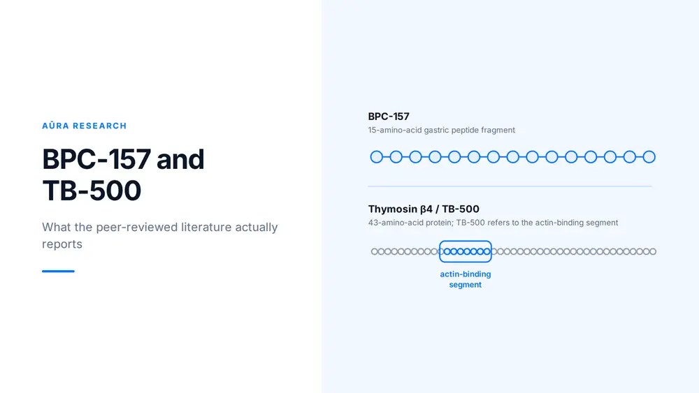 BPC-157 and TB-500: What the Research Literature Says