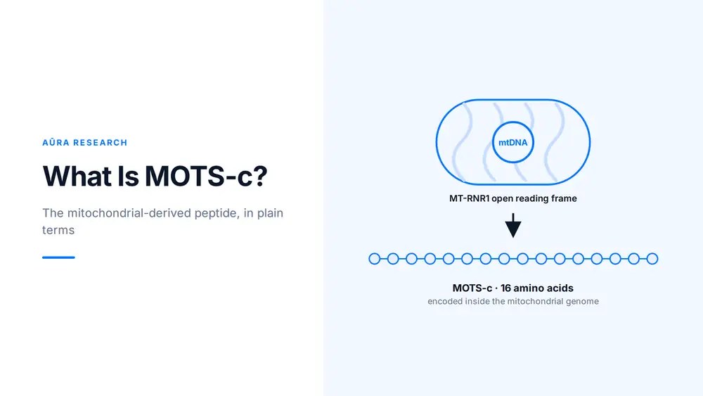 What Is MOTS-c? A Research Overview of the Mitochondrial-Derived Peptide