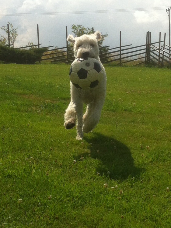 Stor glädje över ny boll!