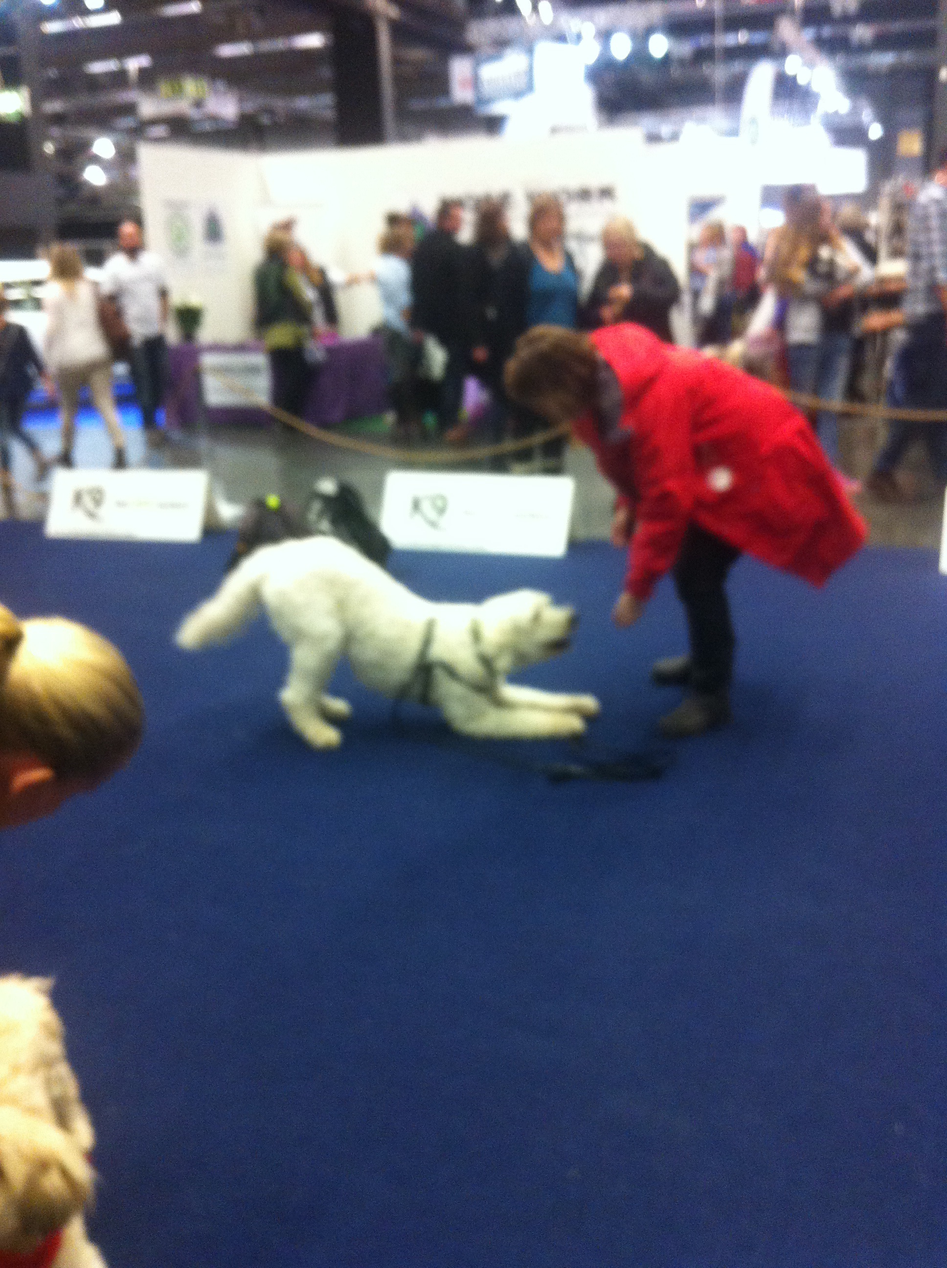 Sedan hade Hundakademin att prova på lite av deras träning. Det ville vi ju så klart =) Här finslipar vi på Buga.