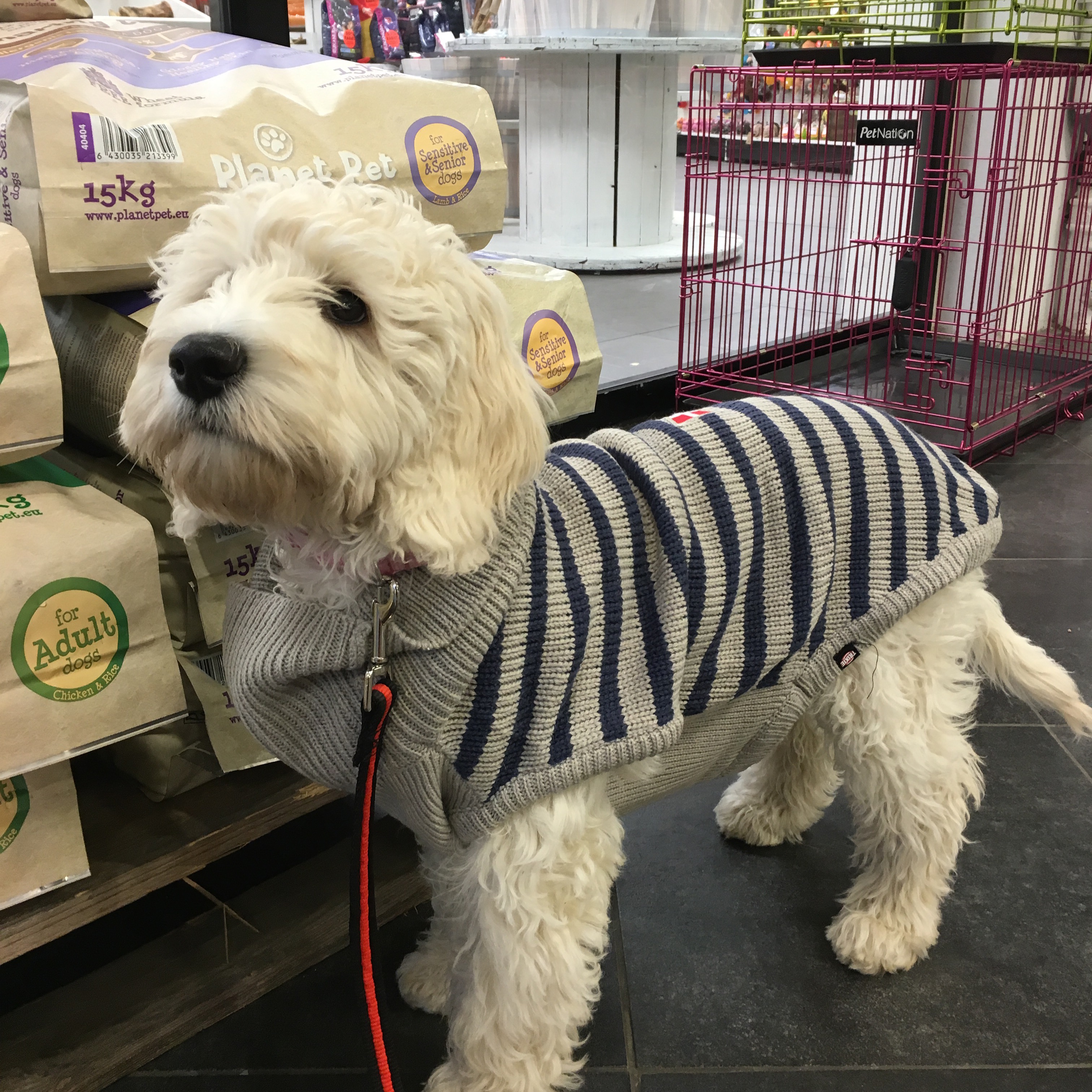 Det har blivit kallt ute och Saga 3,5 månad fick köpa sig en tröja på Dogz.