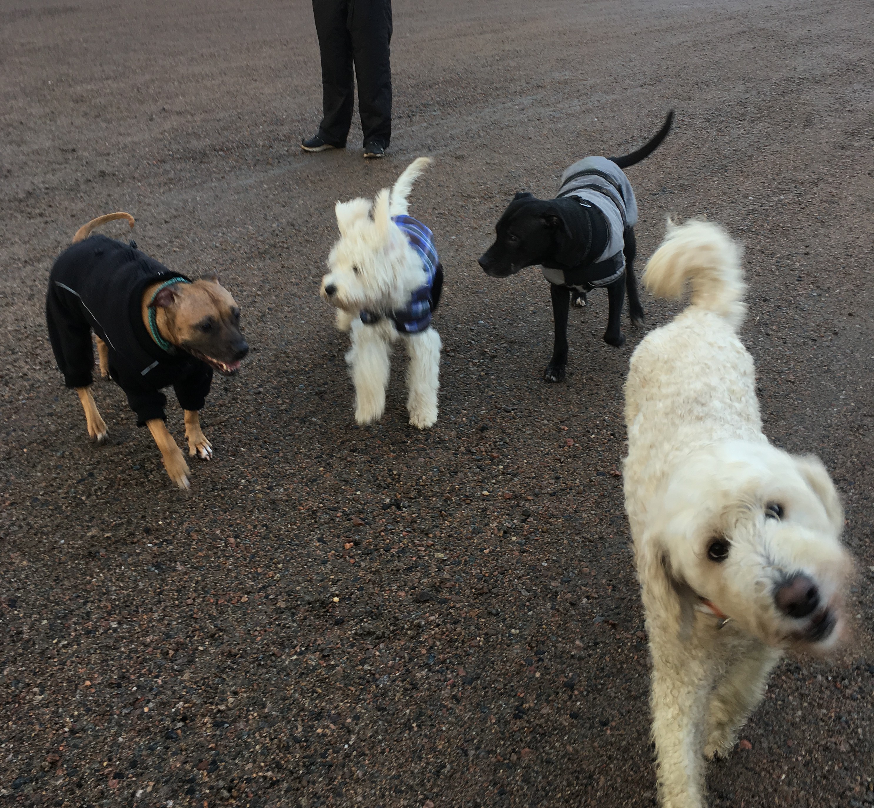 Shiela, Saga, Katie och Charlie är bra på att ha riktigt kul ihop.