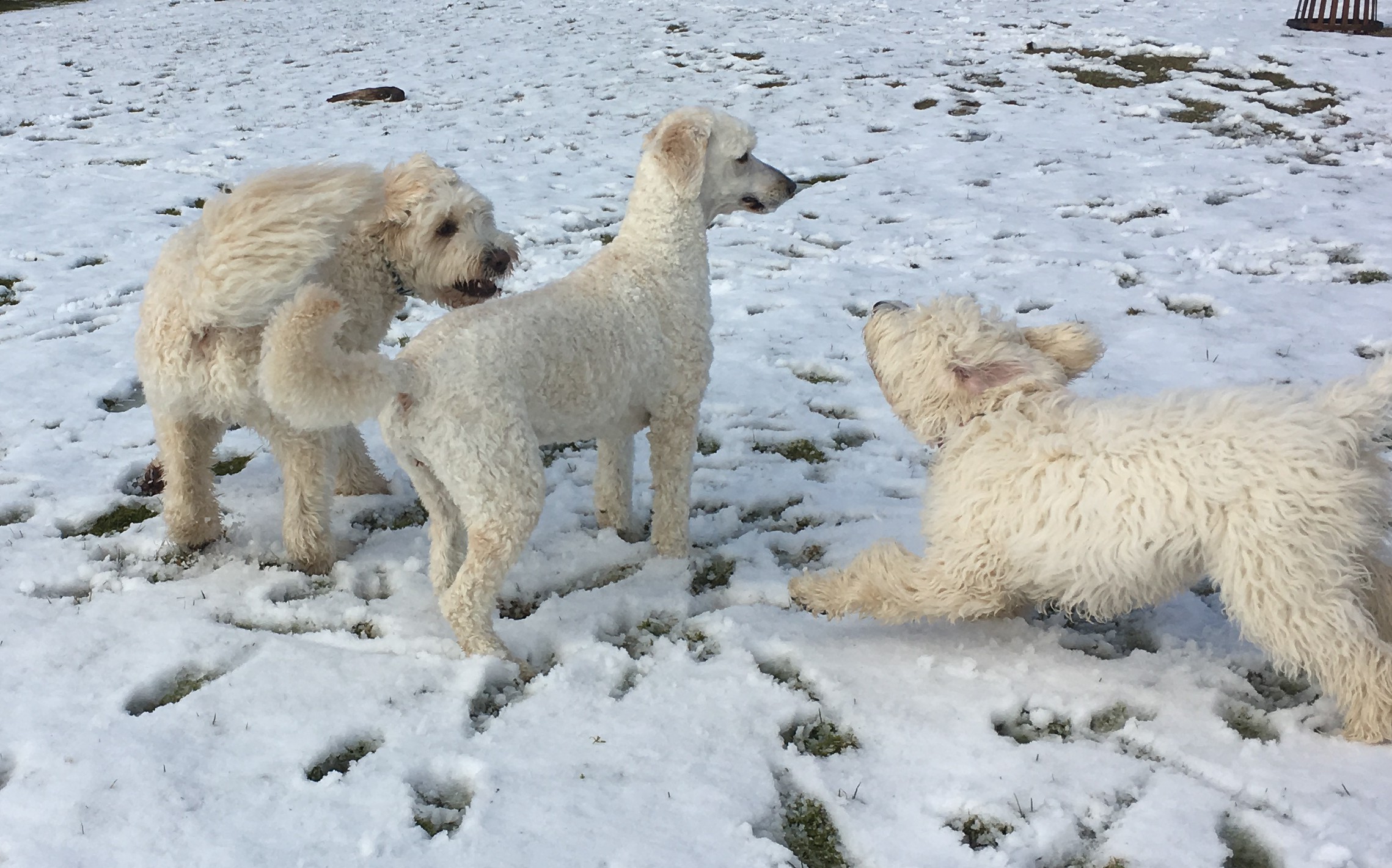 Saga bjuder till lek