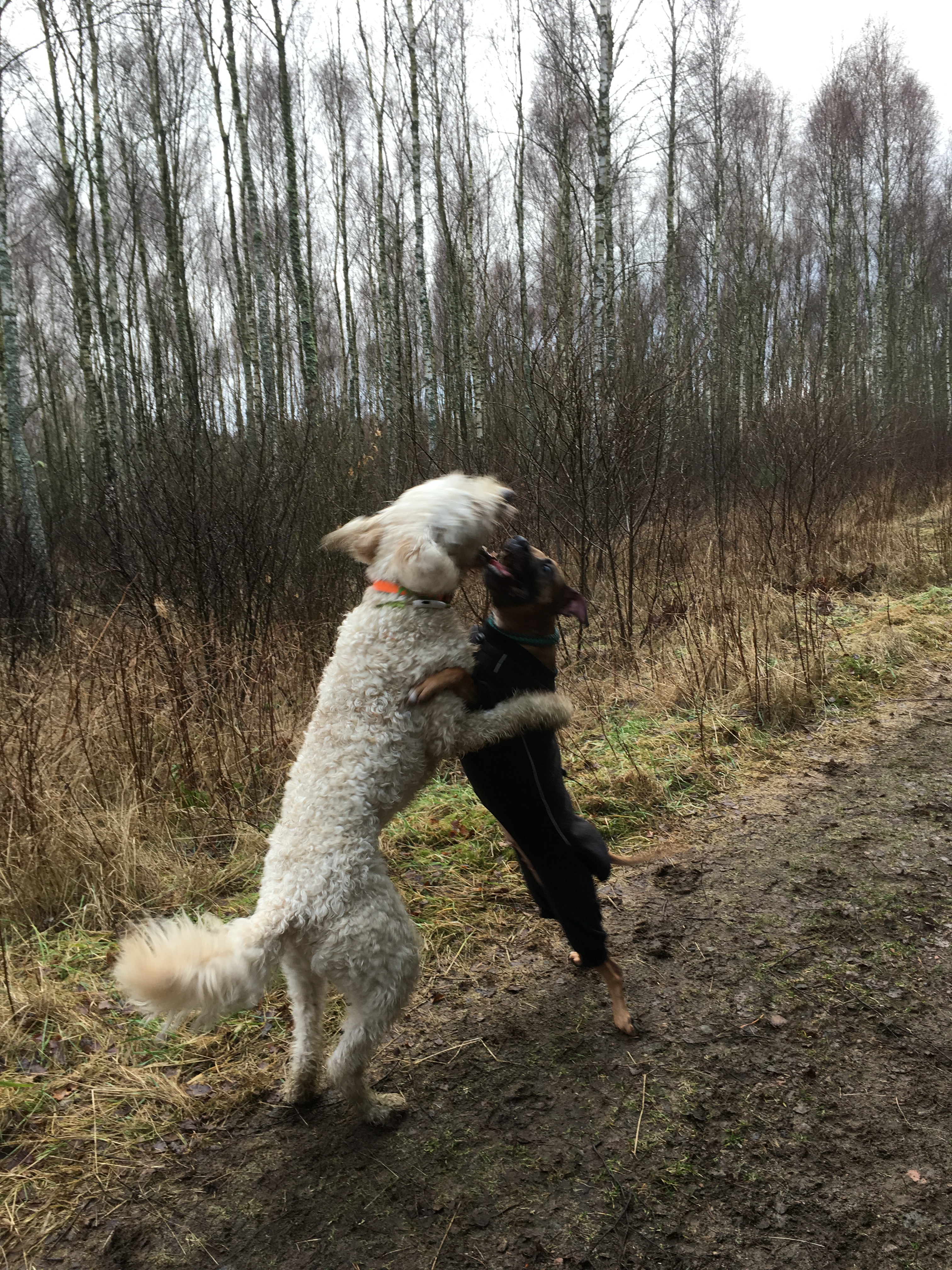Shiela och Charlie i lektagen
