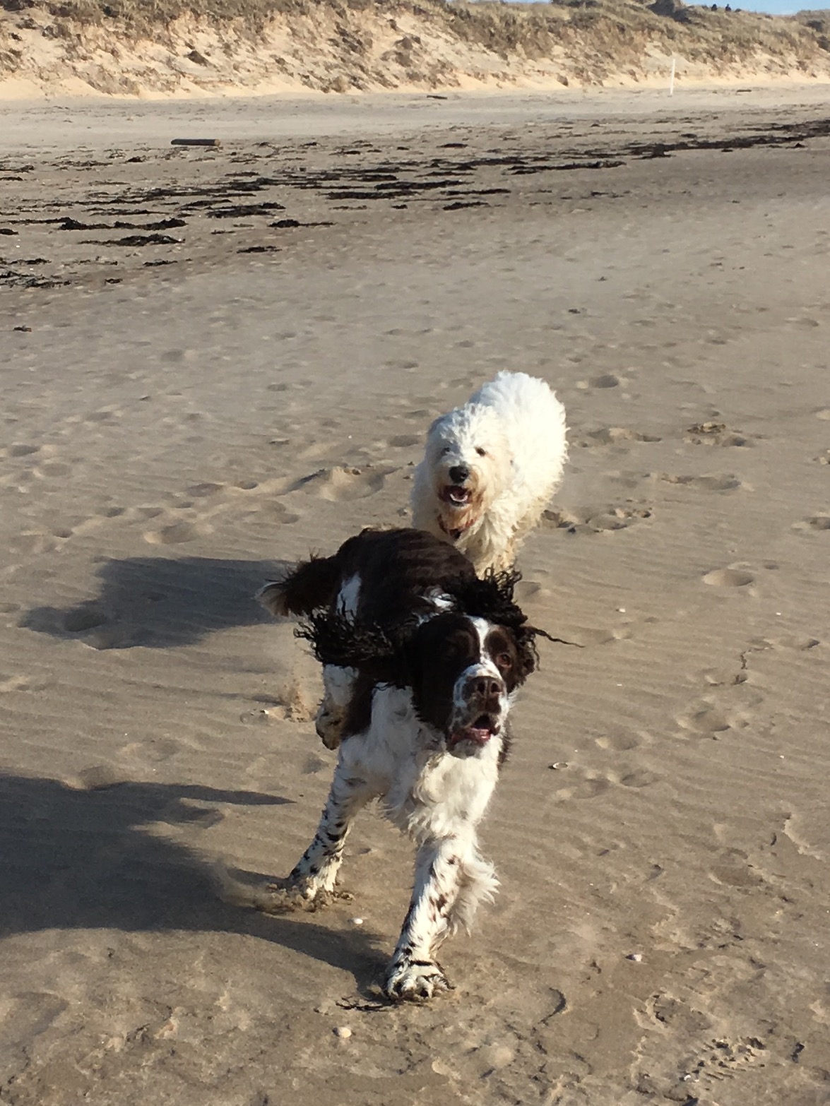 Hjördis först och Saga ger järnet strax bakom