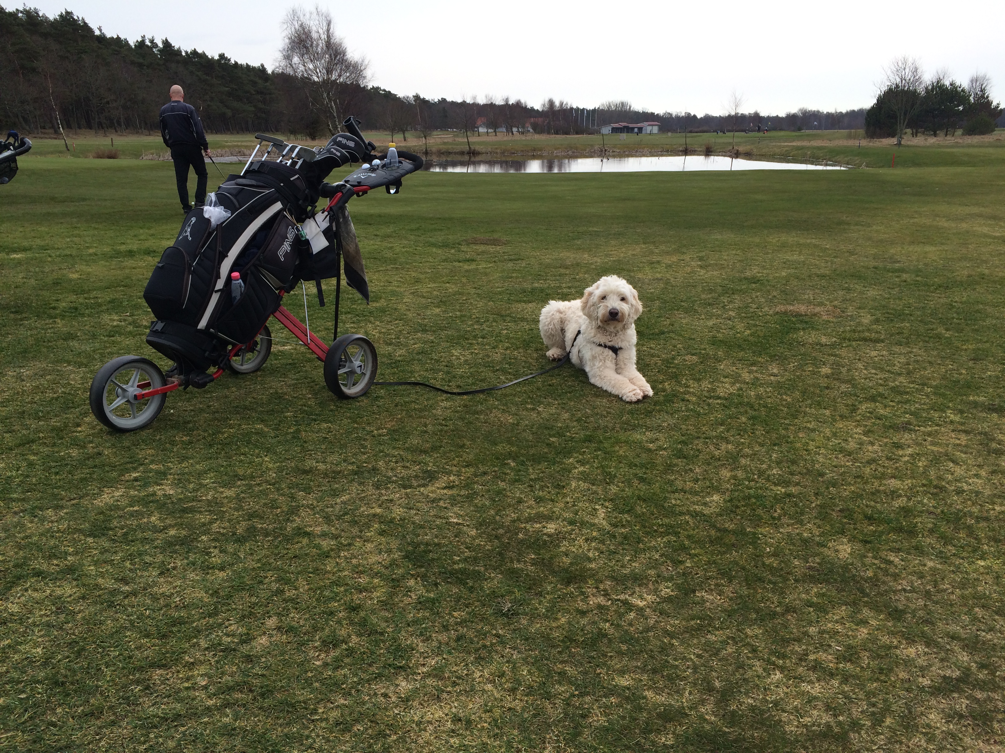 Charlie på golfbanan.