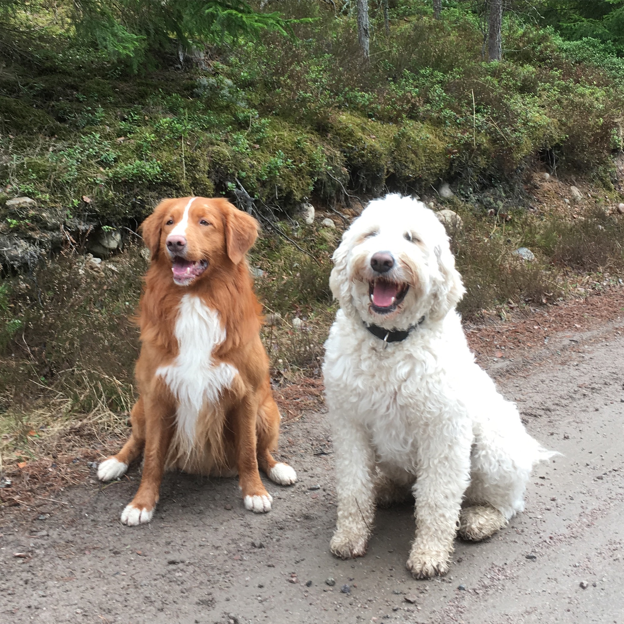 Snygga goa Vill och Charlie delar på rollen som Sandy. Vill kommer spela med Norah och Charlie med Fanny.