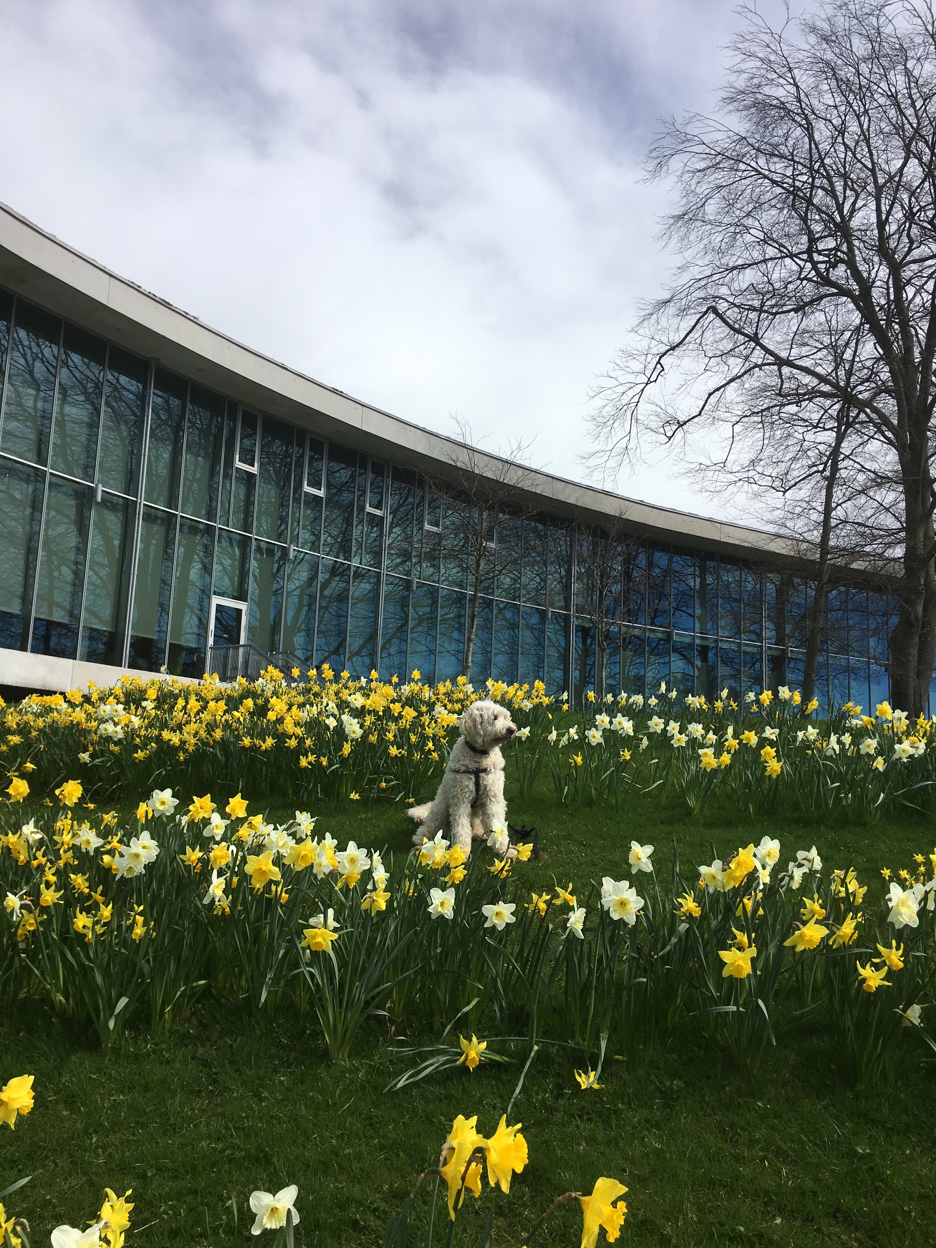 Charlie utanför vårt vackra födelsedagsbarn. Stadsbiblioteket i Halmstad.