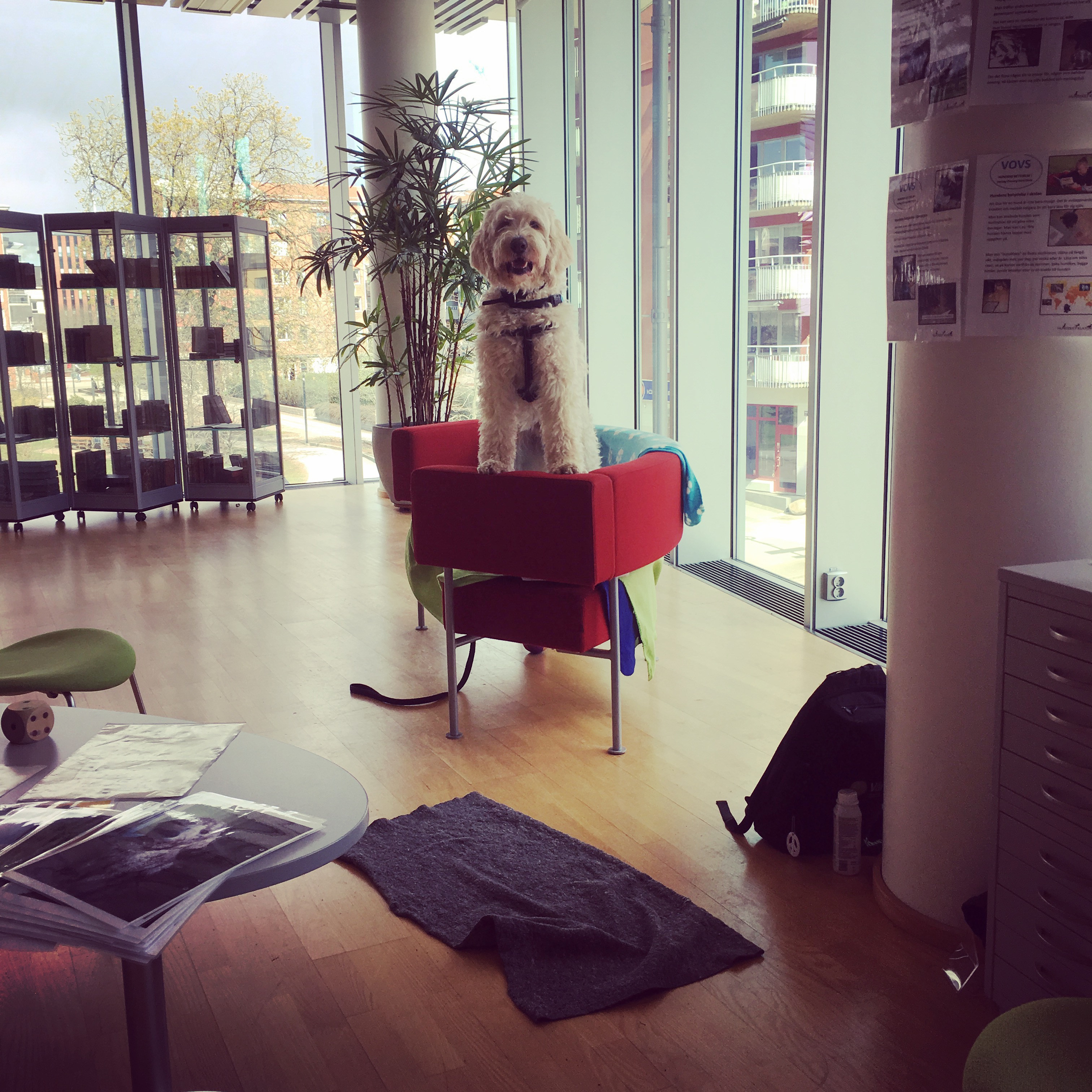 Charlie i lässoffan =)