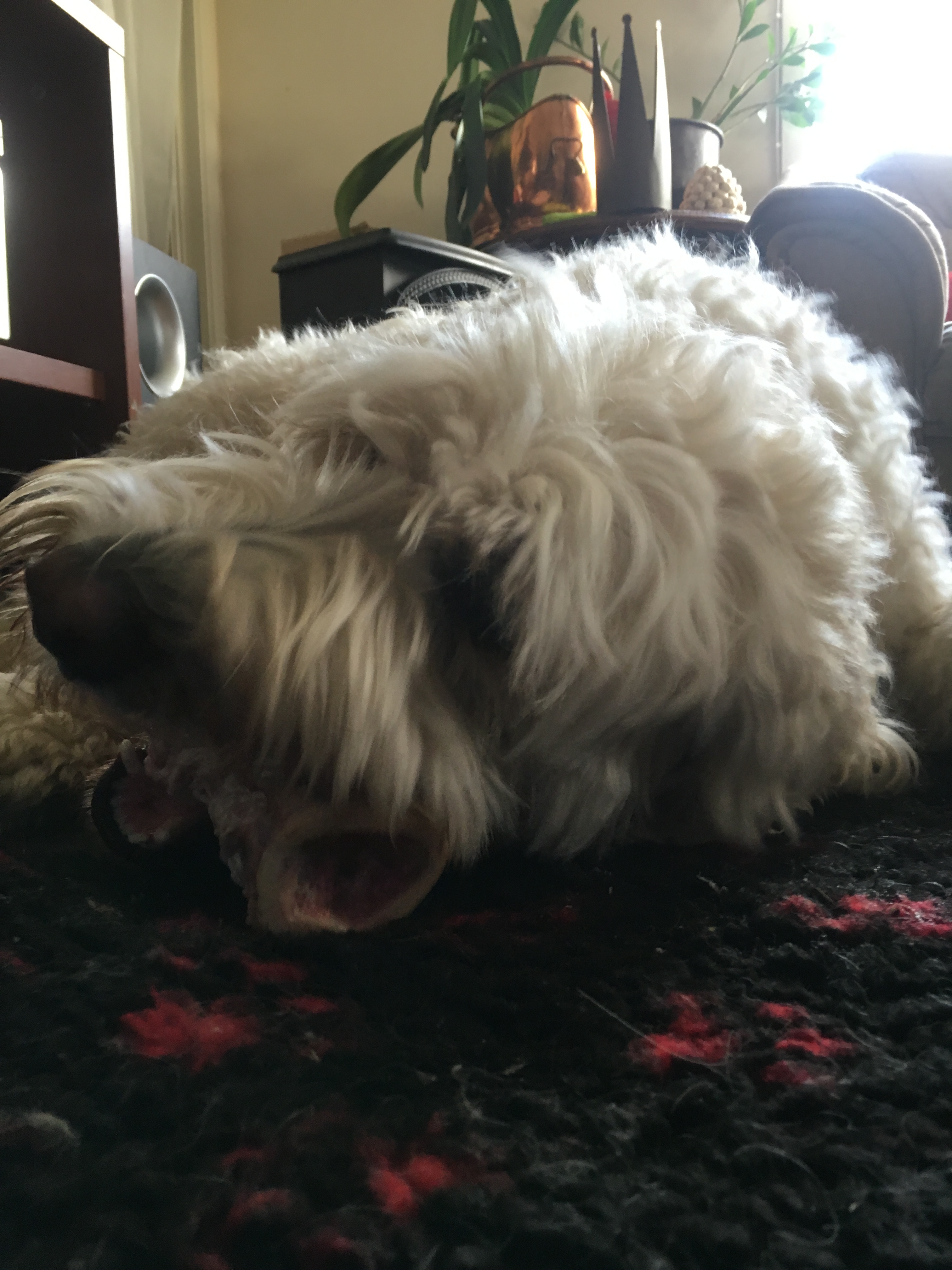 Väl värd ett märgben till kvällen.