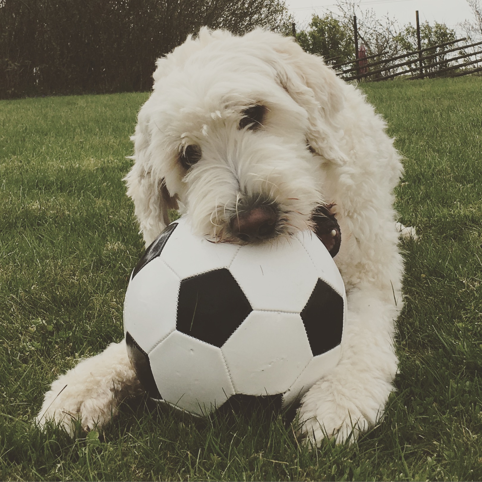 Efter läsningen var jag och köpte en ny boll till min prins =)