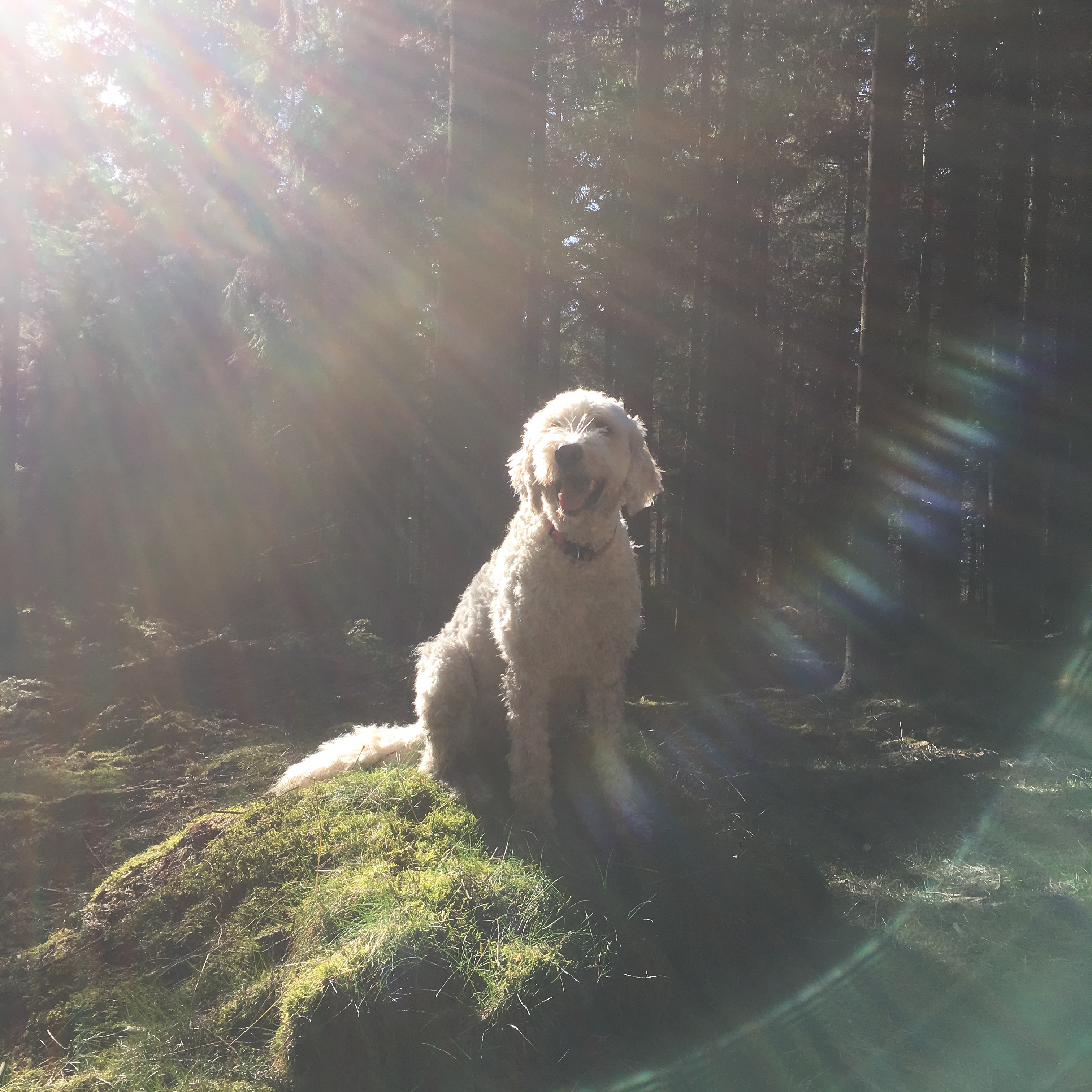 Charlie i magiskt ljus
