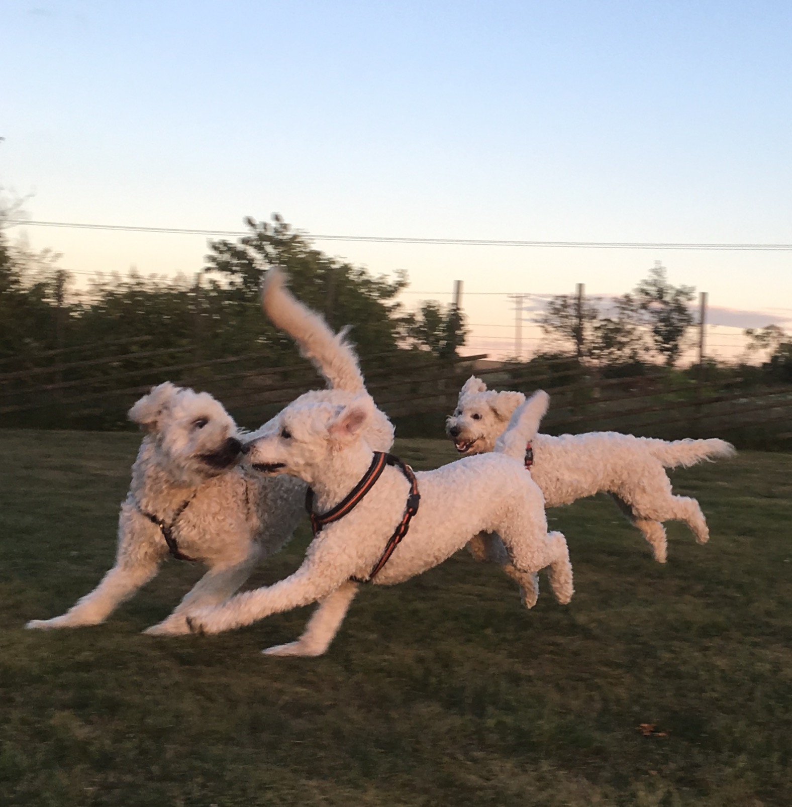 Mitzy och Cahrlie först och Sa