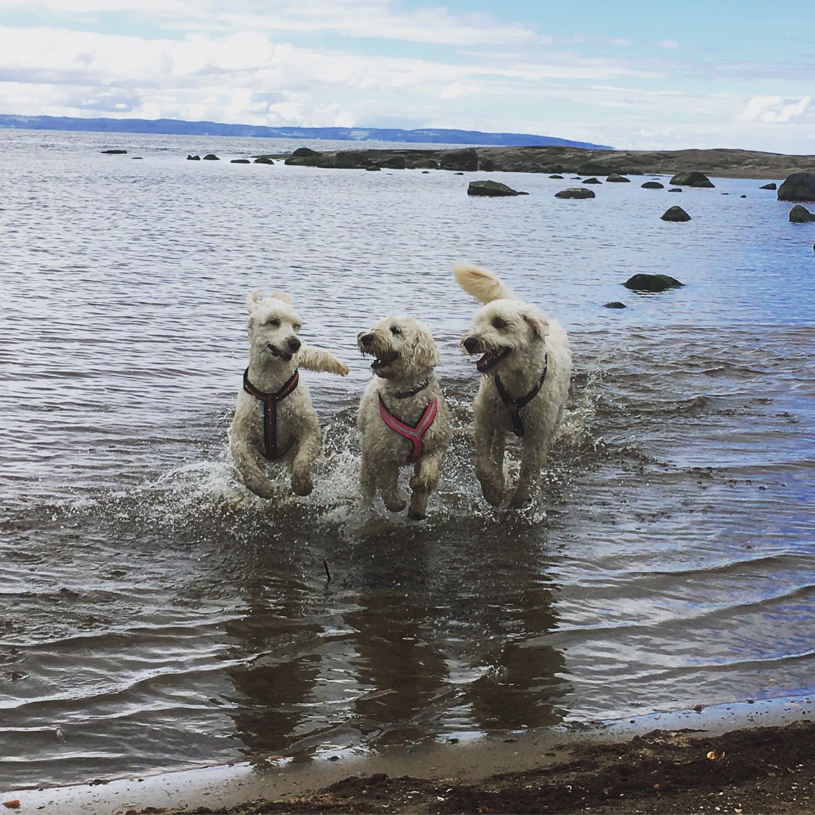 Mitzy, Saga och Charlie på stranden.